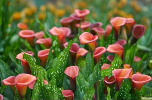 Mix Calla Lily Seeds for Planting - 200+ Non-GMO Heirloom Seeds, Elegant Trumpet Flowers, Long-Lasting Cut Flower for Home Garden, Patio Container, Indoor Bonsai - Image 3