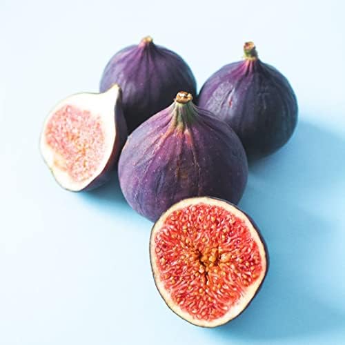Fig Tree Violette de Bordeaux Live for Sale (4 Pack) | Easy to Grow Plants | Edible Fruit Plant for Sustainable Living | Grow Your own Food on Your Edible Organic Garden| Live for Planting| No Seeds - Image 2