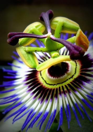 Blue Caerulea Passiflora (Passion Flower) Live Plant | 5-9" Tall | Hardy Zone 6-9 | Fast-Growing Indoor/Outdoor Climbing Vine for Trellis & Patio | Exotic Butterfly Attractor - Image 6