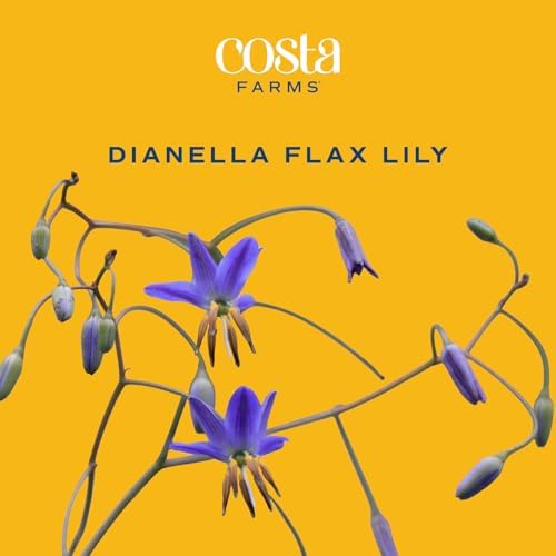 Costa Farms Flax Lily, Live Indoor Plant, Easy Care, Home Decor - Image 3