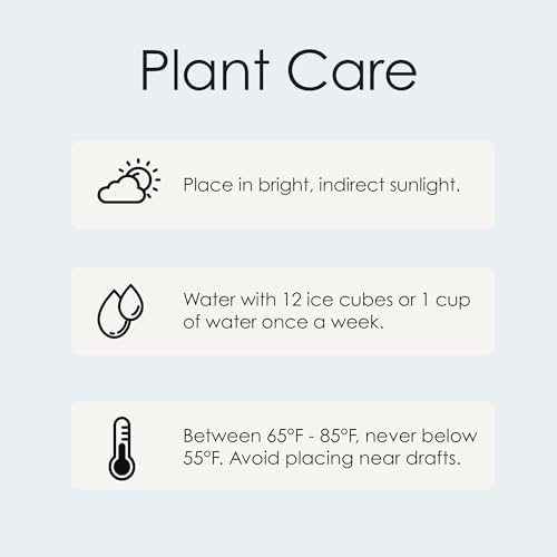 Live ZZ Plant in Spencer Bamboo Planter by Green Circle Growers – Low Light Indoor Houseplant for Home & Office Décor, 5-Inch Potted Plant - Image 5