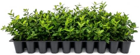 Asiatic Jasmine Minima - 60 Live Plants - Asian Ground Cover Fully Rooted with Soil - Image 2