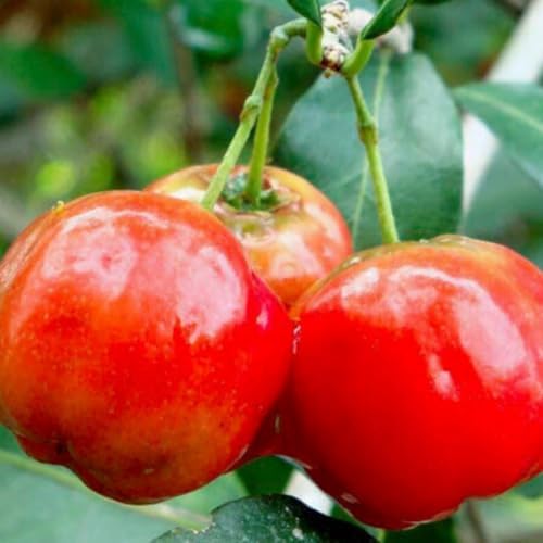 Barbados Cherry Live Plant, Fruit Tree, 5-7 Inch Tall - Image 5