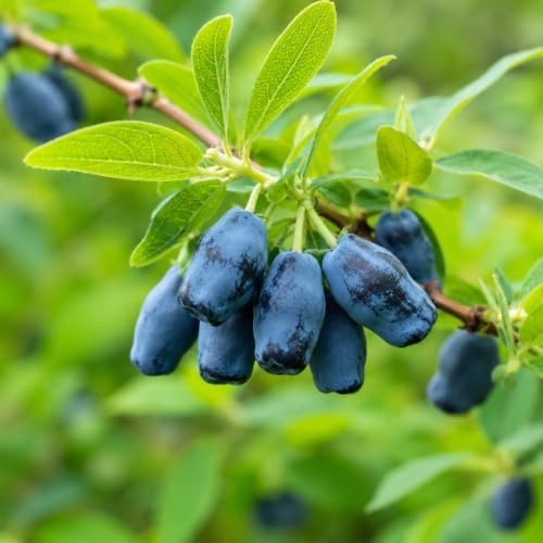 Boreal Beauty Honeyberry (Haskap) Shrub - 6-12" Tall Live Plant by Unknown