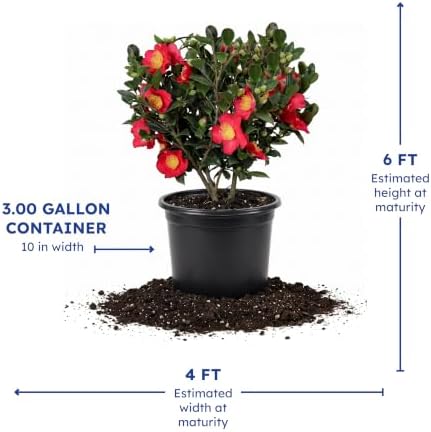 Yuletide Camellia, Live Evergreen Flowering Shrub, 3 Gallon - Image 4