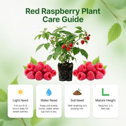 2 Red Raspberry Live Plants, Berry Bush Plant, 4-6 Inch Tall, 4 Inch Pot - Image 5
