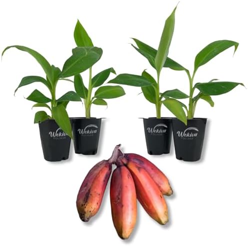 Sumatrana Banana Tree - 4 Live Starter Plants - Musa - Edible Fruit Bearing Tree for The Patio and Garden by WekivaFoliage