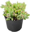 Sprout N Green Cotyledon Pendens, Live Succulent Fully Rooted in 4" Pot with Soil, Trailing Plant for Home Office Wedding Indoor Outdoor Hanging Decor DIY Project Party Favor, Keep Away from Pets by SproutNGreen