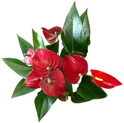 Red Anthurium (12"-14" Tall) Unique and Gorgeous Live Indoor Plant, Easy Care and Easy to Grow, Bloom Plant, 4 inch Pot - Image 2