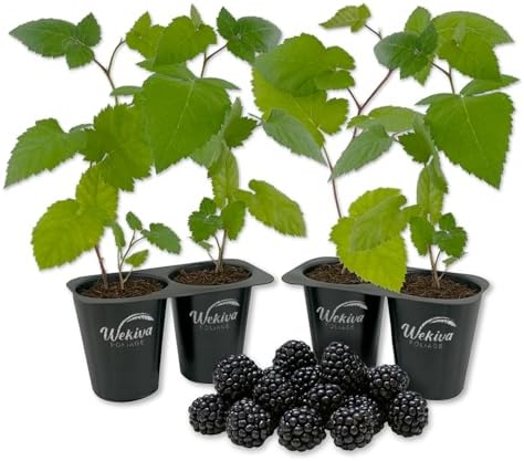 Ouachita BlackBerry Plant - 4 Live Starter Plants - Rubus - Edible Fruit Bearing Bush for Patio and Garden by WekivaFoliage