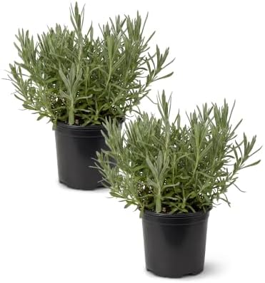 Herb - Lavender (2 Pack), Live Fragrant Herb, Aromatherapy, Wellness by TheThreeCompany