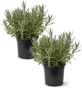Herb - Lavender (2 Pack), Live Fragrant Herb, Aromatherapy, Wellness by TheThreeCompany