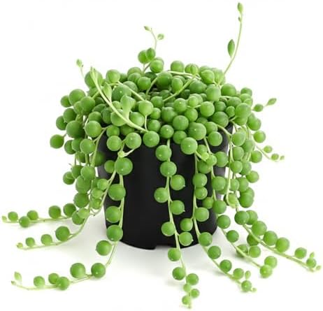 2-in String of Pearls Live Succulent Plants, Easy Care & Drought Tolerant by TNG