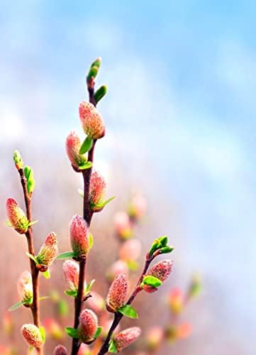 French Pink Pussy Willow Cuttings – 2 Live Pink Pussy Willow Trees – Fresh Salix Cuttings Ready to Plant – Ornamental Catkin Willow Shrubs – Fast Rooting, Cold Hardy Flowering Garden Accent by CZGrain