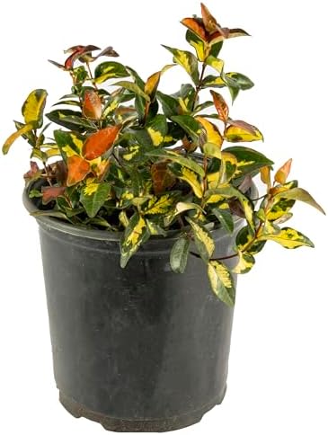 American Plant Exchange Summer Sunset Jasmine – 6-Inch with Pot – Live Fragrant Flowering Vine, Easy Care Plant for Home, Garden, Patio, or Balcony Decor by AmericanPlantExchange