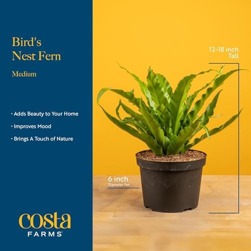 Costa Farms Bird's Nest Fern, Live Indoor Plant, Easy Care, Home Decor - Image 4