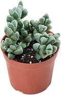 Sprout N Green Ice Plant, Live Corpuscularia lehmannii Succulent Fully Rooted in 4 inch Starter Pot, House Plant for Indoor Outdoor Home Office Wedding Decoration Party Favor by SproutNGreen