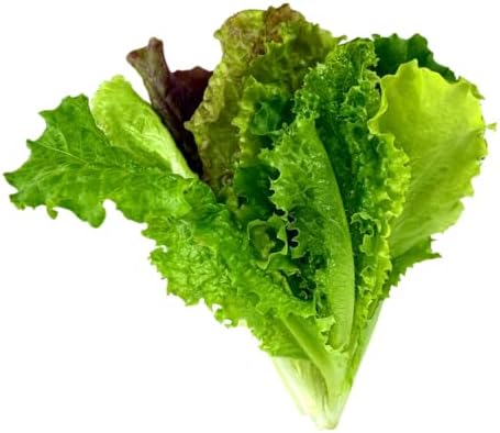 Lettuce Seedlings: Ready-to-Plant Seedlings, Starts, Plugs, Garden-Ready, Live Plants, Transplants, Pre-sprouted, for Soil & Hydroponic Gardens (12 seedlings) - Image 6