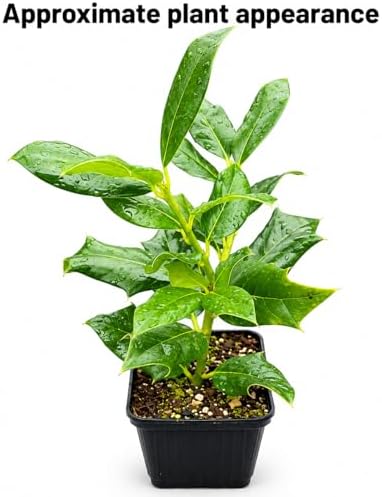 Nellie R. Stevens Holly Shrub - 6-12" Tall Live Plant - 3" Pot - Image 3