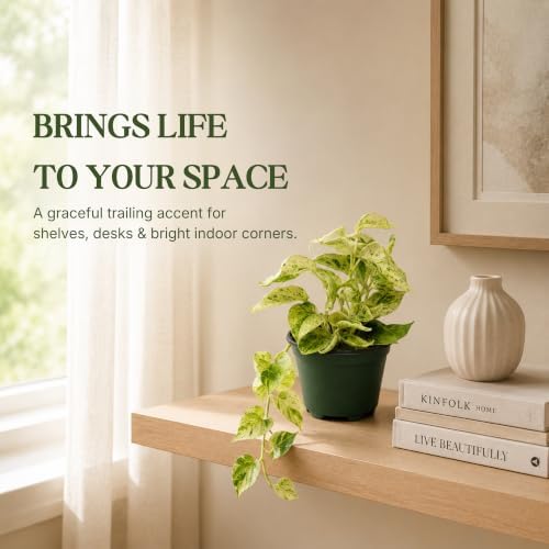 Satin Pothos Live Plant, 4 Inch Scindapsus Jade Satin Marble Queen - Image 6