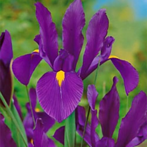 Dutch Iris ‘Valentine’ – Top-Size Bulbs for Fall Planting | Rich Indigo-Purple Blooms, Hardy Spring Flower Bulbs Ideal for Borders, Beds, and Cut Arrangements | Easy-to-Grow Dutch Variety - Image 3
