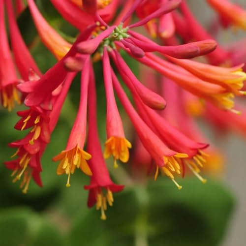 Votaniki Red Honeysuckle Vine (Lonicera sempervirens) 1-2ft Plant | Vibrant Perennial, Fast Growing Flowering Vine – Easy to Grow & Pollinator Friendly (2 Pack) - Image 2
