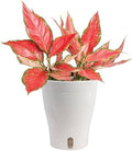 Costa Farms Chinese Evergreen, Live Indoor Plant, Easy Care, Home Decor by Unknown