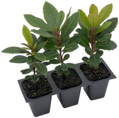 3 Arbutus Unedo Live Strawberry Tree Plants – Sweet Resilient Beauty, Thriving in 2.5" Nursery Cubes - Image 5