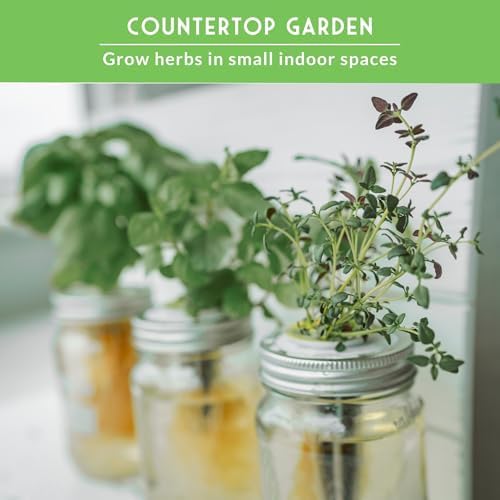 Hydroponic Herb Seeds for Indoor Garden – 6 Variety Pack - Image 3