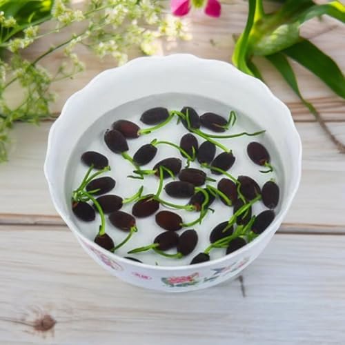 12pcs Bowl Lotus Seeds for Planting - Bonsai Lotus Seeds, Water Lily Flower, Aquatic Plants, Ideal for Ponds, Non-GMO Home Garden Plant Seeds, Flowering Aquatic Bonsai - Image 4