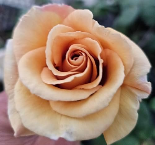 Butterscotch Climbing Roses Live Plants, Rose Bushes Ready to Plant, 2 Quart Pot, Live Plants Outdoor, Plant Gifts, Roses Live Plants, Outdoor Plants Live, Rose Bush, Climbing Roses - Image 2
