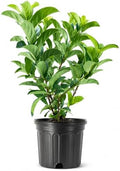 Viburnum Odoratissimum | 1 Large Trade Gallon Size Plant | Fast Growing Shrub, Dense Evergreen Foliage, Fragrant White Flowers, Privacy Hedge, Low Maintenance, Drought Tolerant, Year-Round Interest by FloridaFoliage