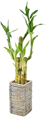 5-Stem Lucky Bamboo, Live Indoor Plant in Aged Wood Planter for Home, Work, or Gift, Light ***Cannot Ship to Hawaii** - Image 2