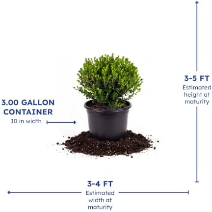 Wintergreen Boxwood, Live Evergreen Shrub, 3 Gallon - Image 4
