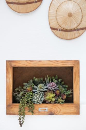 Artificial Succulent Plants Fake Assorted - 16 Pack - Unpotted Face Succulent Plants - Realistic Textured Succulents Picks - Fake Plants for Decoration - Faux Aloe Cactus Plant Bulk - Image 3