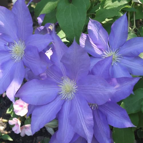 Light Blue Clematis Vine Plant, Clematis Vine Plants Live in 2.5 Inch Pot - Image 4