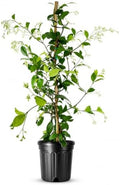 Star Confederate Jasmine | 3 Large Trade Gallon Size Plants | Trachelospermum jasminoides | Flowering Vine Plants | Evergreen Ground Cover for Landscaping by FloridaFoliage
