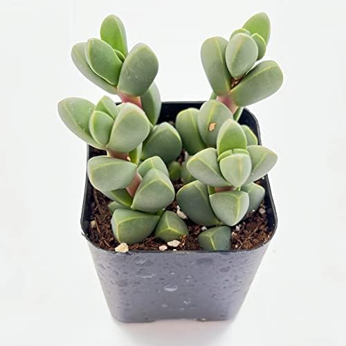Sprout N Green Ice Plant Live Corpuscularia lehmannii Succulent - Image 3