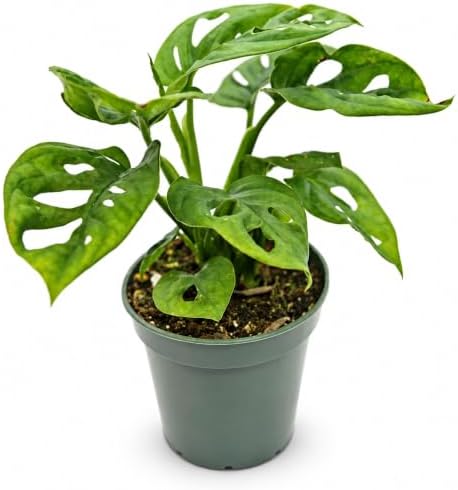 Monstera Adansonii Swiss Cheese Live Plant - 4 Inch Fenestrated by NYCitySucculents