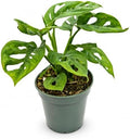 Monstera Adansonii Swiss Cheese Live Plant - 4 Inch Fenestrated by NYCitySucculents