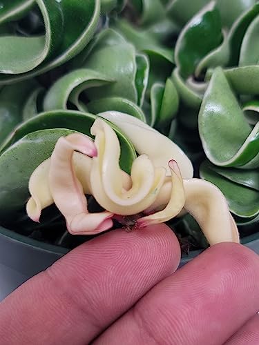 Variegated Hoya Compacta aka Hoya Hindu Rope Variegated Available in 2", 4", and 6" Pot Live Hoya Plant Prime Plants California (1 Small Plant/stem, 4" Pot) - Image 4