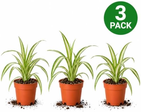 Spider Plant Variegated 3 Potted Plants - Indoor Houseplants in 4-Inch Pots - Image 2