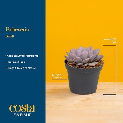 Costa Farms Succulents, Live Indoor Plant, Easy Care, Home Decor - Image 4