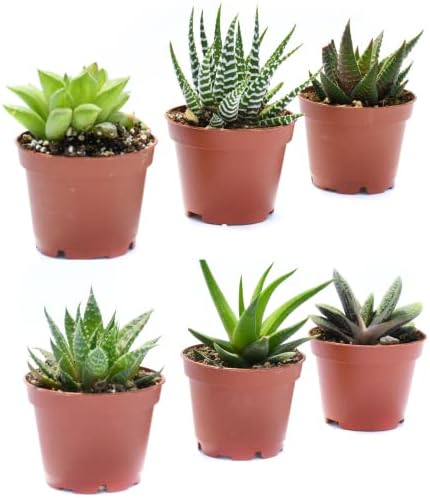 Live Indoor Succulent Plants – 2-inch Assorted Small Succulent – Real Fully Rooted Indoor Succulent Plants (6) - Image 2