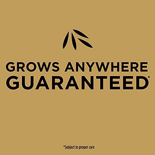 Scotts EZ Seed Patch & Repair Tall Fescue Lawns, 10 lbs. (4-Pack) - Image 6