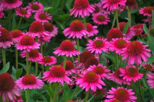 Delicious Candy Coneflower Live Plant – Echinacea purpurea – Fuchsia Pink Pom-Pom Flowers – Hardy Native Perennial – Pollinator Friendly – 2.5 Inch Pot - Image 7