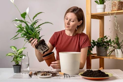 American Plant Exchange Peace Lily, Live Spathiphyllum Plants, 4-Inch Pots, 3 Pack in Deco Covers, Flowering Houseplants, Easy Care, Low Light, Perfect for Housewarming, Sympathy, or Party Gifts - Image 2