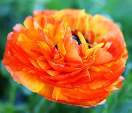 Mixed Peony Ranunculus Bulbs- Persian Buttercup -10 Corms Bulbs Flowering Blooms Perennial Bulbous Root Garden Plant (Orange) - Image 7