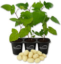 Snowbank BlackBerry Plant - 3 Live Starter Plants - Rubus - Edible Fruit Bearing Bush for Patio and Garden by WekivaFoliage
