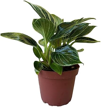 Philodendron Live Plant, Air Purifying, Easy Care, Easy to Grow, Rare Variety, Live Indoor Plant, 4 inch Pot (Philodendron Birkin) - Image 6